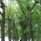 Baumpflege Kastanienallee Schwarzbad Mai 2012 _15__jpg-1338750289