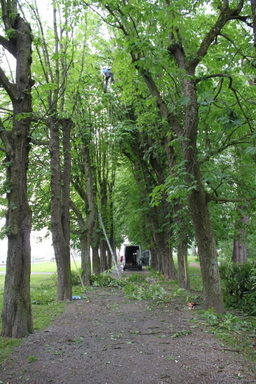 Baumpflege Kastanienallee Schwarzbad Mai 2012 _15__jpg-1338750289