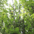 Baumpflege Kastanienallee Schwarzbad Mai 2012 _22__jpg-1338750337