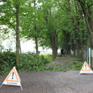 Baumpflege Kastanienallee Schwarzbad Mai 2012 _10__jpg-1338750256