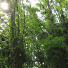 Baumpflege Kastanienallee Schwarzbad Mai 2012 _23__jpg-1338750343