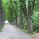 Baumpflege Kastanienallee Schwarzbad Mai 2012 _12__jpg-1338750269