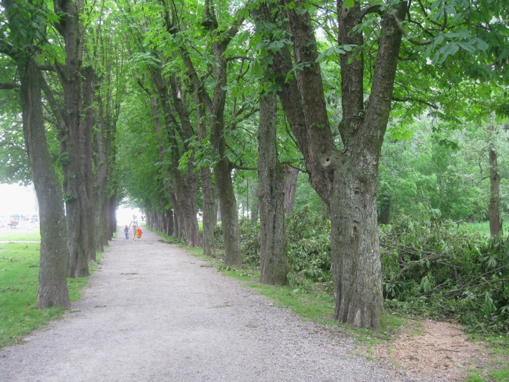Baumpflege Kastanienallee Schwarzbad Mai 2012 _12__jpg-1338750269