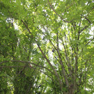 Baumpflege Kastanienallee Schwarzbad Mai 2012 _24__jpg-1338750351