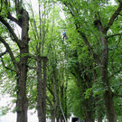 Baumpflege Kastanienallee Schwarzbad Mai 2012 _16__jpg-1338750297