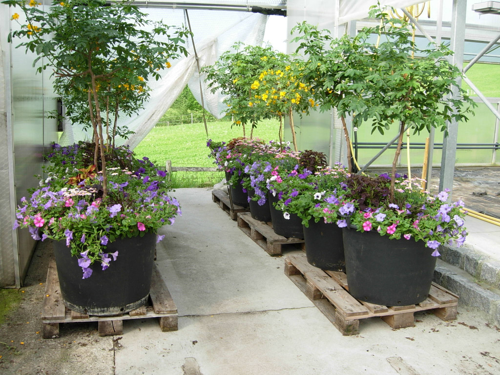 DSCN1179_JPG-1338751931