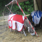 IMG_5531_JPG-1338796170