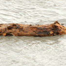 Rheinhochwasser 04_06_2012 689_jpg-1338799620