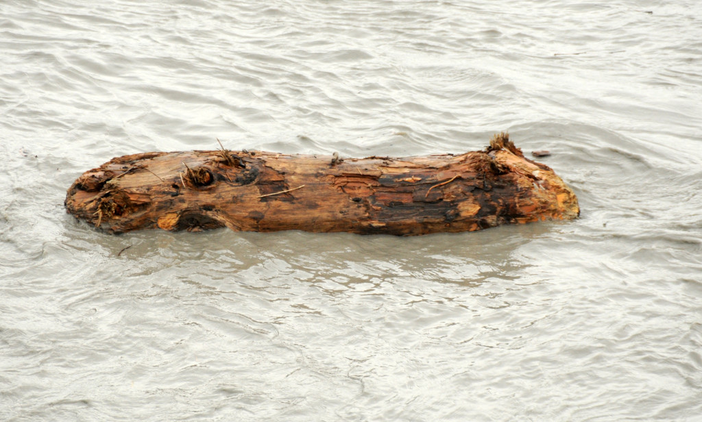 Rheinhochwasser 04_06_2012 689_jpg-1338799620