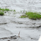 Rheinhochwasser 04_06_2012 675_jpg-1338799427