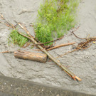 Rheinhochwasser 04_06_2012 686_jpg-1338799575