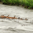 Rheinhochwasser 04_06_2012 687_jpg-1338799598