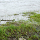 Rheinhochwasser 04_06_2012 667_jpg-1338799330