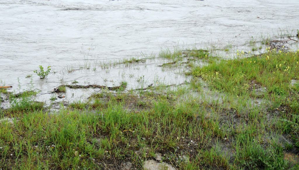 Rheinhochwasser 04_06_2012 667_jpg-1338799330
