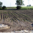 Hagel-Unwetter in Niederösterreich: 1 Million Euro Schaden für die Landwirtschaft