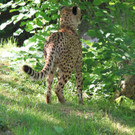 22052011zooffdsaktivnews_087.jpg