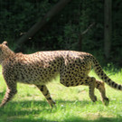 22052011zooffdsaktivnews_089.jpg