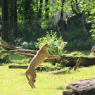 22052011zooffdsaktivnews_093.jpg