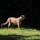 22052011zooffdsaktivnews_086.jpg