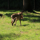 22052011zooffdsaktivnews_083.jpg