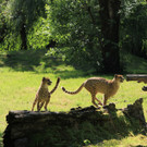 22052011zooffdsaktivnews_080.jpg