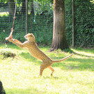 22052011zooffdsaktivnews_081.jpg