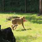 22052011zooffdsaktivnews_082.jpg