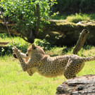 22052011zooffdsaktivnews_095.jpg