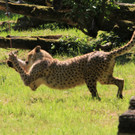 22052011zooffdsaktivnews_096.jpg