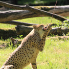 22052011zooffdsaktivnews_110.jpg