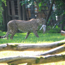 22052011zooffdsaktivnews_118.jpg