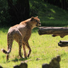 22052011zooffdsaktivnews_121.jpg