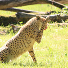 22052011zooffdsaktivnews_104.jpg