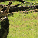 22052011zooffdsaktivnews_103.jpg
