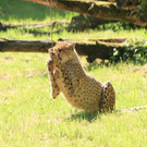 22052011zooffdsaktivnews_097.jpg