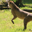 22052011zooffdsaktivnews_099.jpg