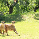 22052011zooffdsaktivnews_078.jpg