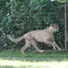 22052011zooffdsaktivnews_061.jpg