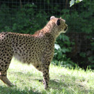 22052011zooffdsaktivnews_062.jpg