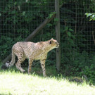 22052011zooffdsaktivnews_064.jpg