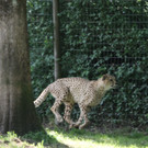22052011zooffdsaktivnews_060.jpg