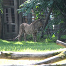 22052011zooffdsaktivnews_057.jpg