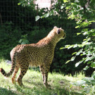 22052011zooffdsaktivnews_065.jpg