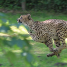 22052011zooffdsaktivnews_074.jpg