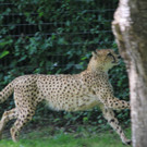 22052011zooffdsaktivnews_073.jpg