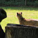 22052011zooffdsaktivnews_075.jpg