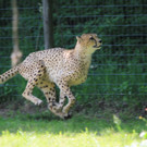 22052011zooffdsaktivnews_072.jpg