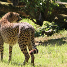 22052011zooffdsaktivnews_071.jpg