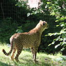 22052011zooffdsaktivnews_067.jpg