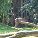 22052011zooffdsaktivnews_055.jpg